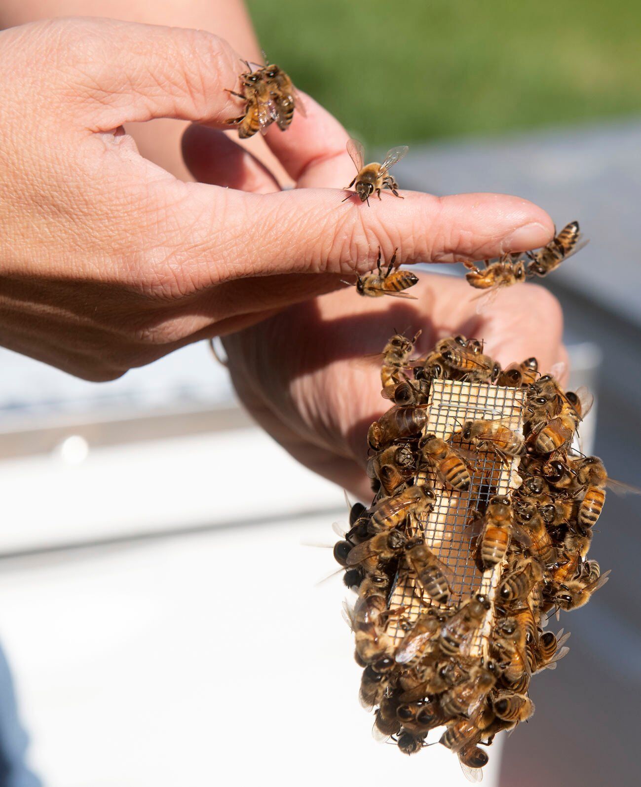 Honey bee hive